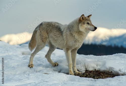 Tundra wolf on snowy hilltop © Chris