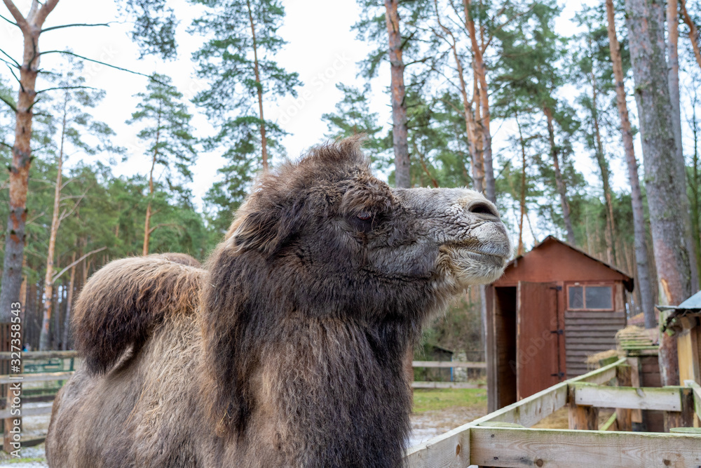 Obraz premium Large two-humped brown camel in the corral in winter. Green forest in the daytime. Wooden fence. Artiodactyl furry animal. Head of a shaggy camel close-up.