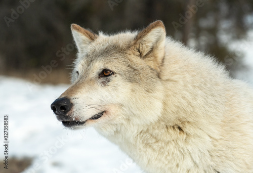 Tundra wolf on snowy hilltop