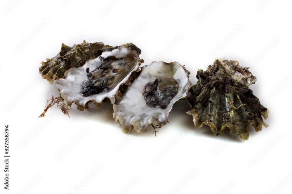 Oysters isolated on white Oysters isolated on white