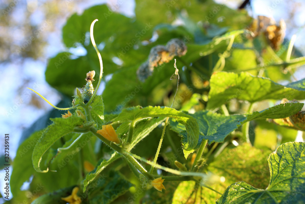 Growing cucumber and sky Growing cucumber and sky