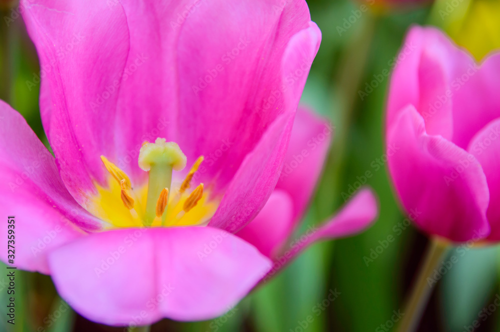 Pink tulips bloom in the garden