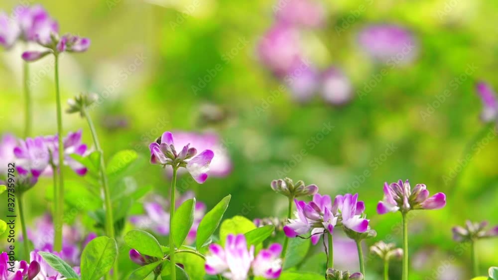 Spring day honey bee flying in blooming field Spring day honey bee flying in blooming field
