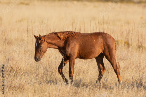 Beautiful Wild Horse in the Utah Desert in Autumn