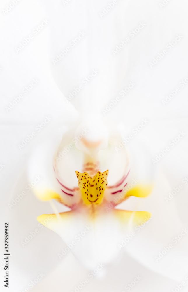 Close-up image of yellow petals and white orchid. Close-up image of yellow petals and white orchid.