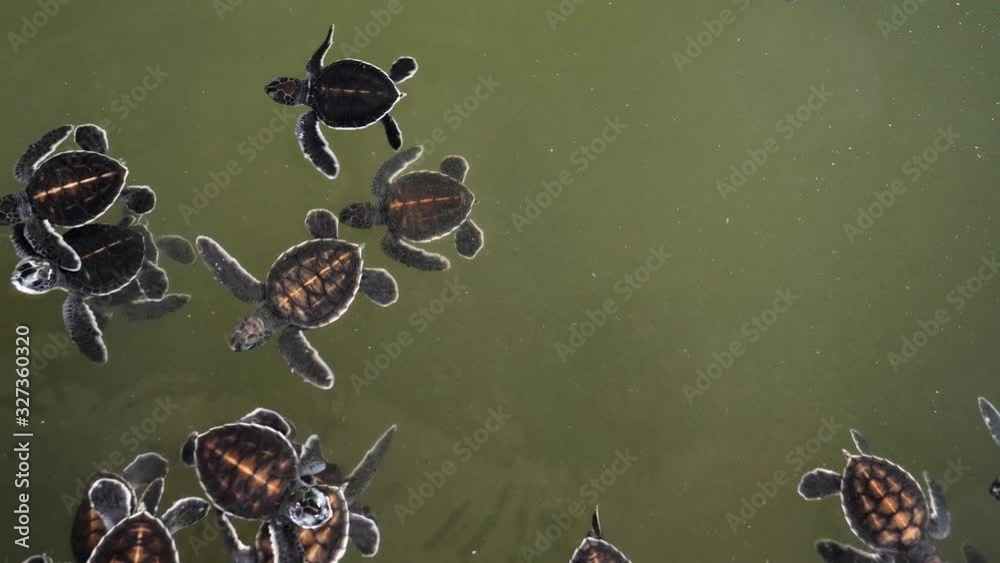 4k footage of newborn litle turtles swimming in water tank with ocean ...