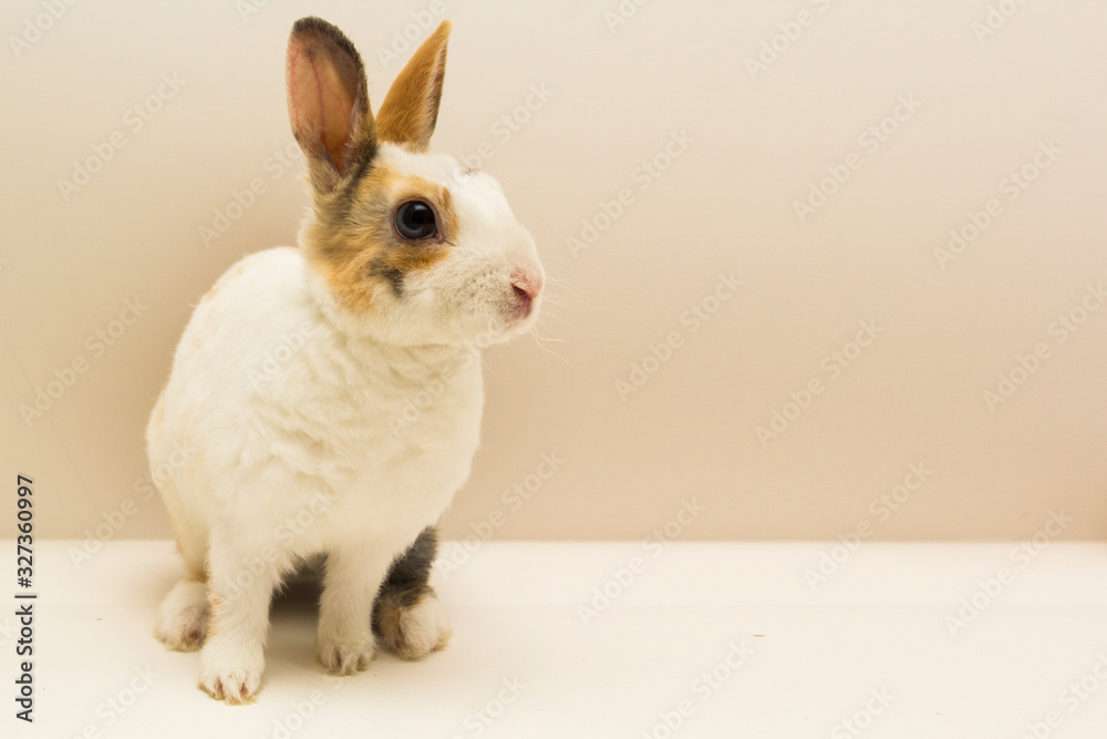 Obraz premium Small rabbit on gray background. copy space