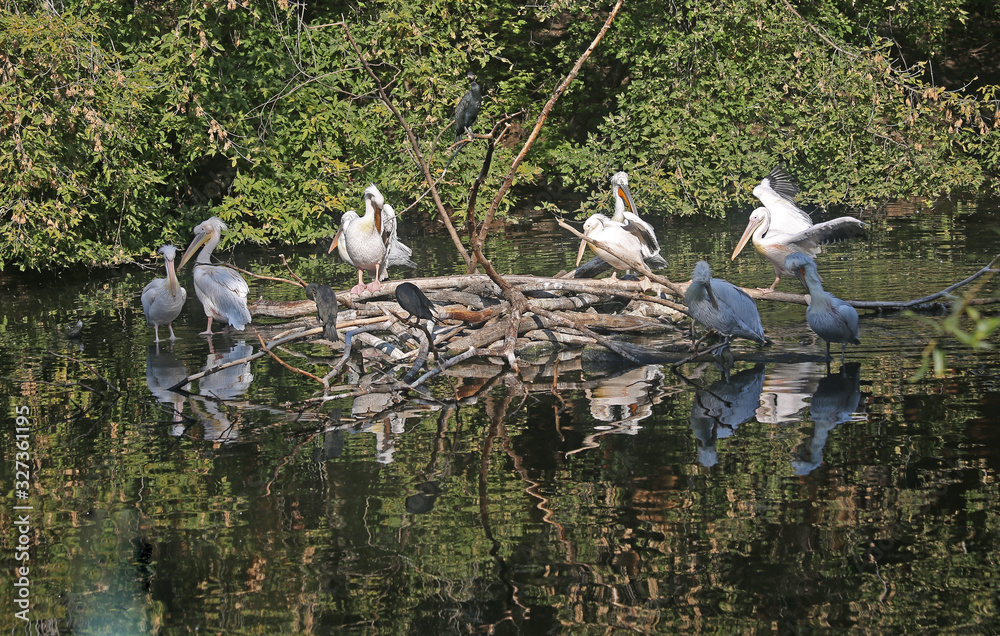 Obraz premium A group of birds of nine pelicans and two cormorants sits on a pile of dead wood surrounded by water.