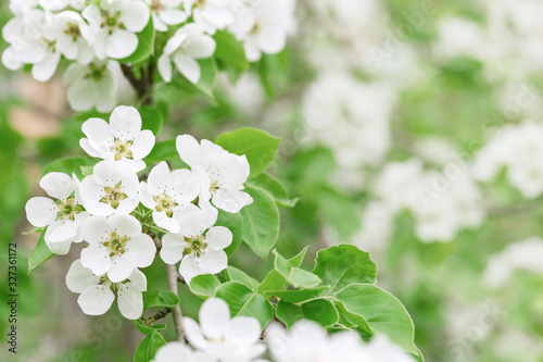 Blooming Apple tree with white flowers. Natural floral background with copy space. Spring blooming gardens. © yrabota