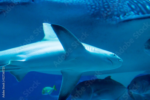 A black tip shark in an aquarium