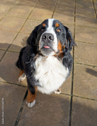 A portrait of Bernese Mountain Dog, showing a tiny bit of tongue 