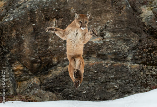Mountain lion flying through the air
