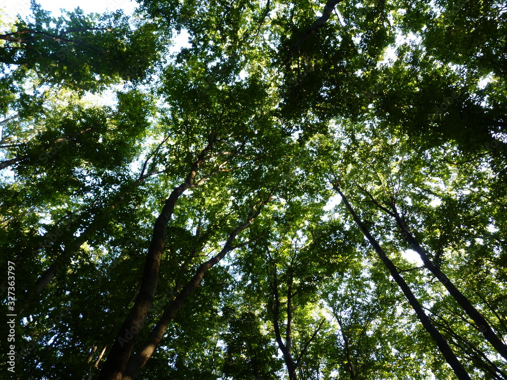 Fototapeta premium Tree silhouettes in the forest