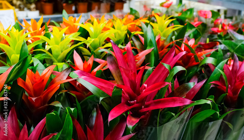 Slika na platnu Blossom of pink Guzmania Bromelia