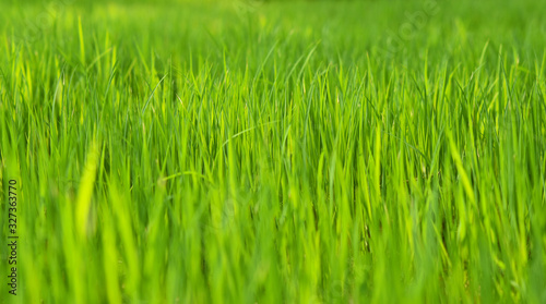 close up of a rice plant growing in a field with sun light, horizontal view
