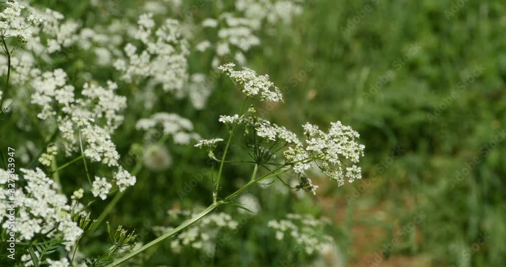 white blooming flowers hemlock poisonous plant white blooming flowers hemlock poisonous plant
