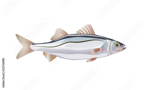 Seabass. Fish atlantic ocean isolated on white background. Vector illustration with details and flat style elements optimized for used in packaging design, decoration, educational graphics.