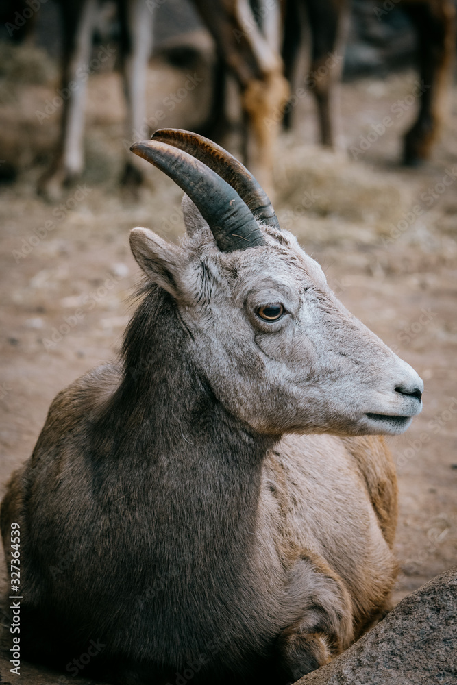 Porträt von einem weiblichen Dickhornschaf (Ovis canadensis) Porträt von einem weiblichen Dickhornschaf (Ovis canadensis)