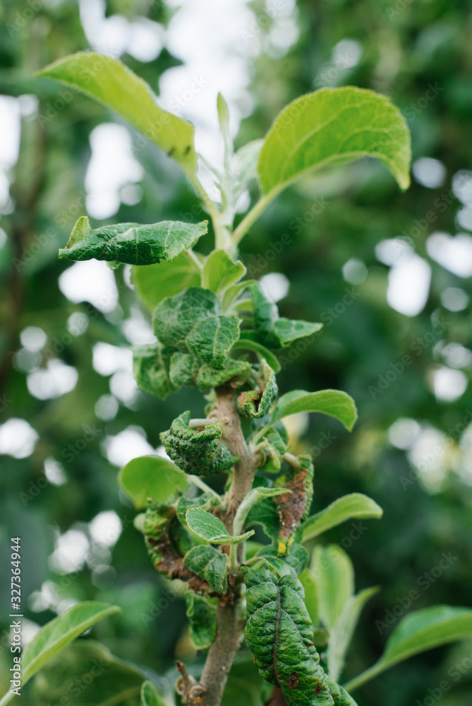 Selective focus on the twisted Apple-tree leaves, struck aphids Selective focus on the twisted Apple-tree leaves, struck aphids
