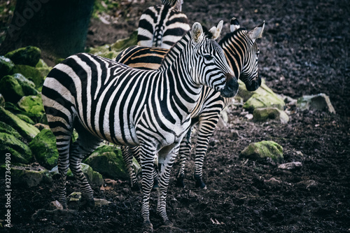 Zebras in Kreisformation in einem Zoo im Winter