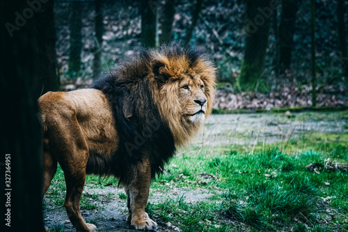 Löwen Männchen mit mächtiger Mähne im Burger's Zoo in Arnheim, Niederlande