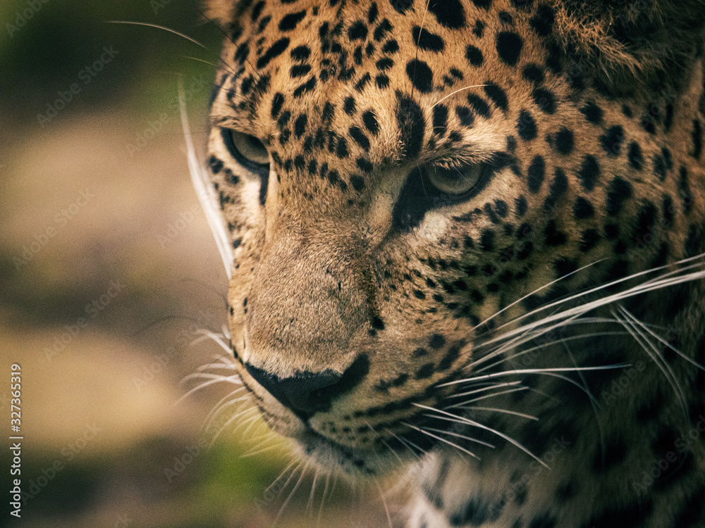 Fototapeta premium Sri Lanka Leopard im Burger's Zoo in Arnheim, Niederlande