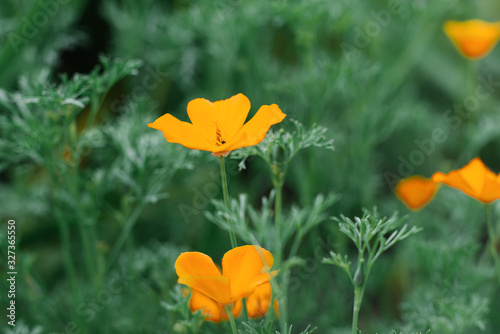 Escholzia orange flowers grow in the garden in summer. Selective focus