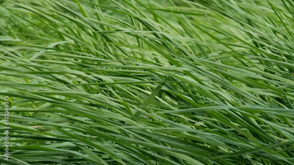 Wind Blowing On the Green Grass swayed in the wind in the rays light Wind Blowing On the Green Grass swayed in the wind in the rays light