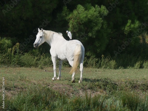 Camargue white horse grazing with a white heron on its back