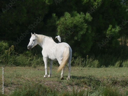 Camargue white horse grazing with a white heron on its back