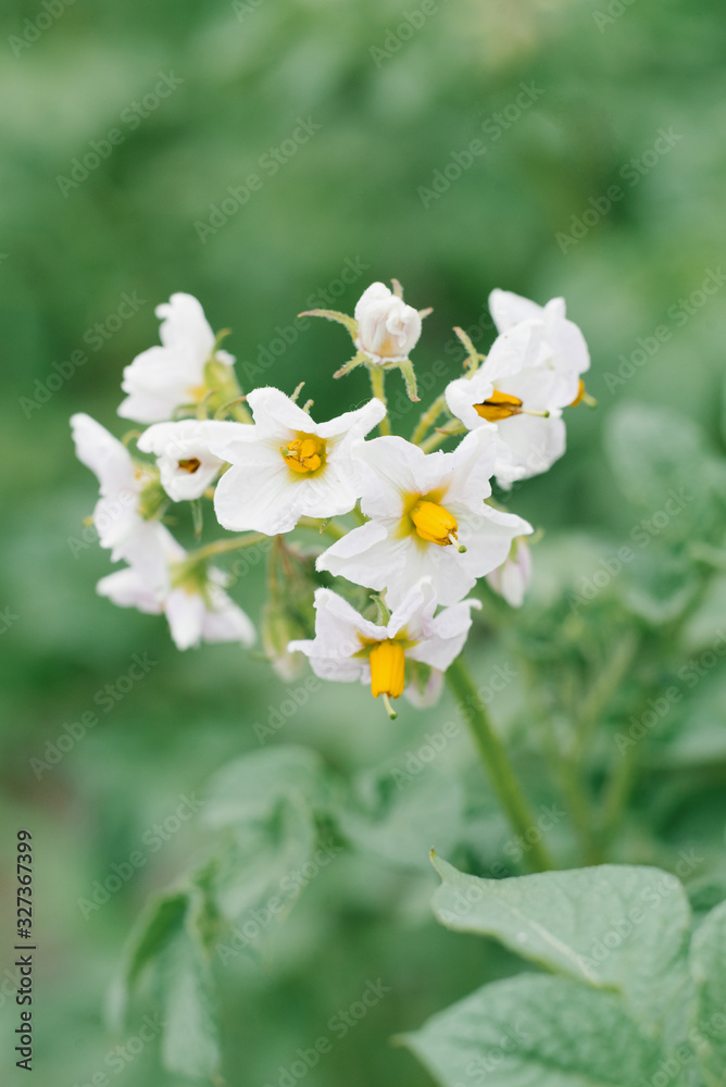 White potato flowers in the garden in summer.Selective focus White potato flowers in the garden in summer.Selective focus