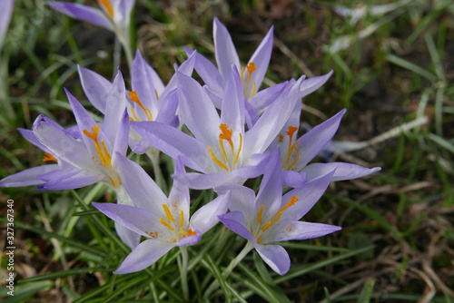 Violette Krokusse - first spring flower - Crócus neapolitánus