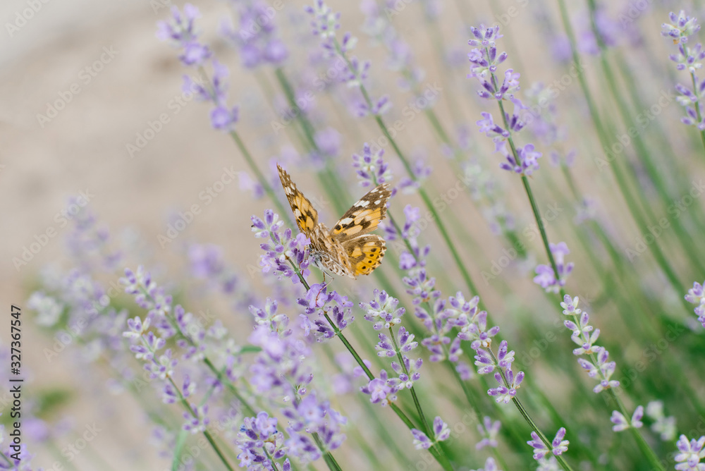 A butterfly drinks nectar on a lavender flower in a lavender field A butterfly drinks nectar on a lavender flower in a lavender field