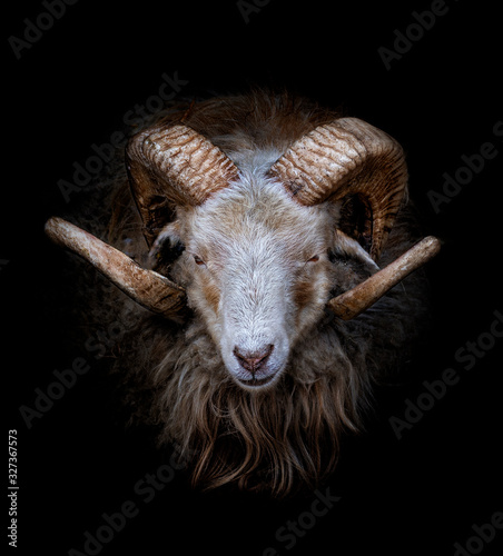 Ram met grote en gebogen hoorns op een zwarte achtergrond