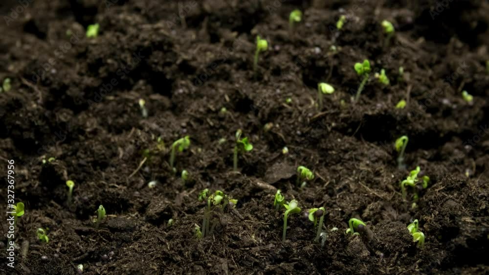 Close-up microgreens plants growing in timelapse, sprouts germination newborn cress salad plant in greenhouse agriculture Close-up microgreens plants growing in timelapse, sprouts germination newborn cress salad plant in greenhouse agriculture