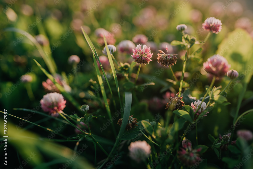 Clover in the garden