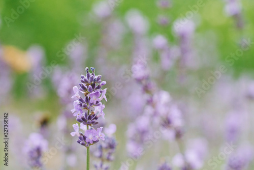 Lavender flower in a field with copy space.