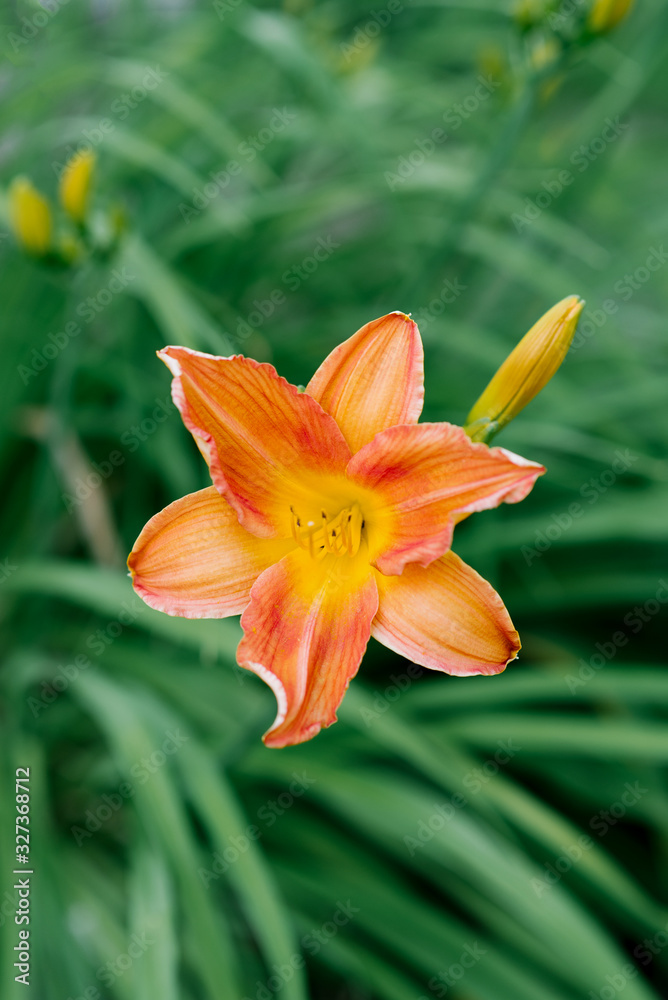 Beautiful orange daylily flower in summer in the garden Beautiful orange daylily flower in summer in the garden