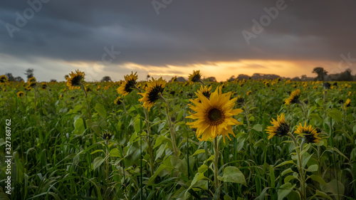 Sunflower at sunset