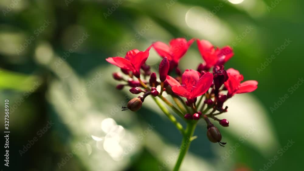 Closeup nature view of red flower on sunlight Closeup nature view of red flower on sunlight