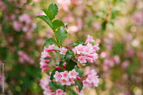 Pink weigela flowers on a branch in the garden in summer. Selective focus