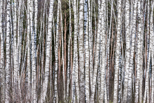 Birch tree trunks in the spring forest.