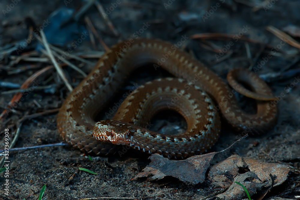 poisonous dangerous snake, viper in the wild, Russia swamp poisonous dangerous snake, viper in the wild, Russia swamp