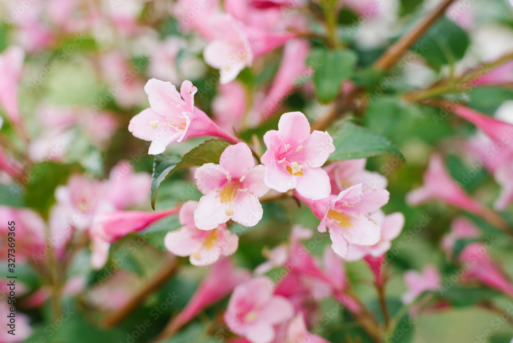 Pink weigela flowers on a branch in the garden in summer. Selective focus Pink weigela flowers on a branch in the garden in summer. Selective focus