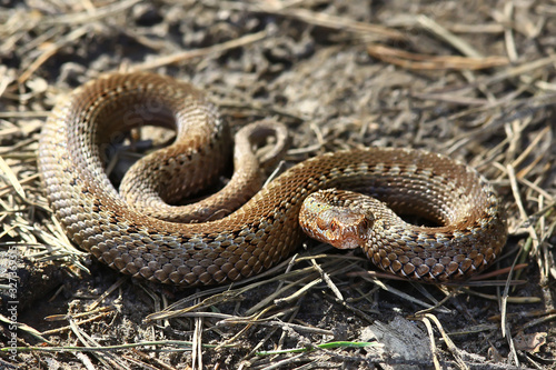 poisonous dangerous snake, viper in the wild, Russia swamp