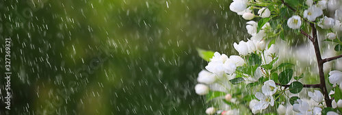 spring flowers rain drops, abstract blurred background flowers fresh rain photo