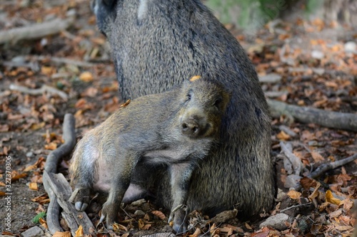 Wildschweine - Anlehnungsbedürftig, Tannenbühl Naherholungsgebiet © Marlise Gaudig