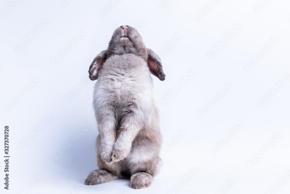 Gray brown fur rabbit Standing with 2 hind legs and looked up to the ...