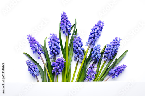 blue muscari flower on white background.