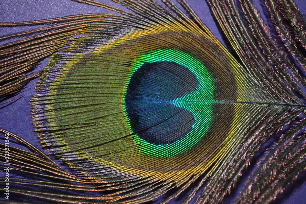 Obraz premium Peacock feather